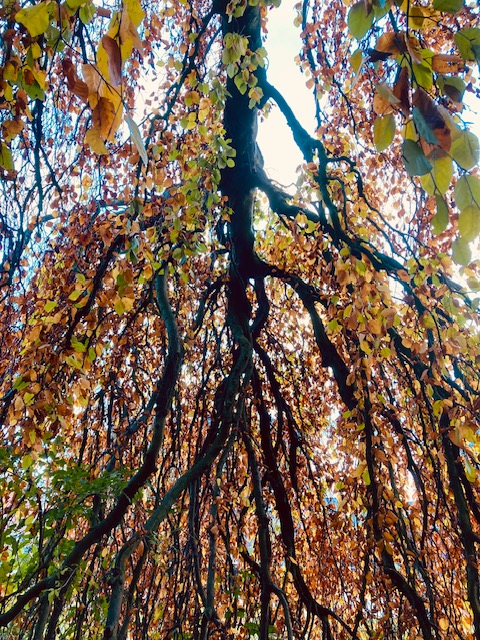 Zen.nl, Zen, meditatie, leren mediteren, foto